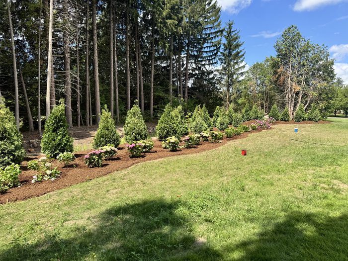 Large scale hedge and planting installation by Spring ECO Construction, Simcoe County