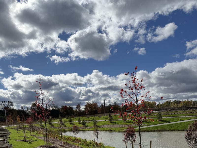 Land development and subdivision planting by Spring ECO Construction